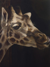 giraffe1