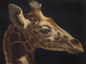 giraffe2
