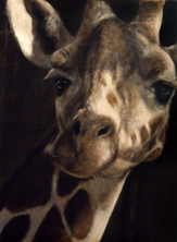 giraffe3