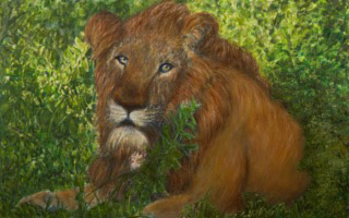 Lion Resting