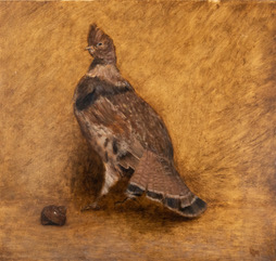 Ruffed Grouse